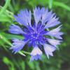 Bleuet - Centaurea cyanus - © Charles Reckinger