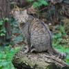 Wildcat - Felis silvestris - © Claudine Junck, Fernand Schoos
