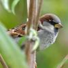 House sparrow - Passer domesticus - © Tom Conzemius