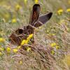 Lièvre d'Europe - Lepus europaeus - © Fernand Schoos