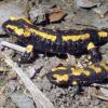 Salamandre tachetée - Salamandra salamandra - © Alexandra Arendt