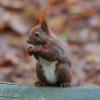 Red squirrel - Sciurus vulgaris - © Fernand Schooser